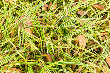 Autumn leaves on the green grass texture background