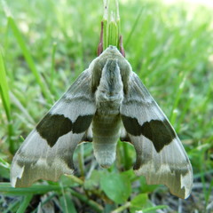 butterfly lime fighter (Mimas tiliae) sits on a green grass bluegrass, close-up