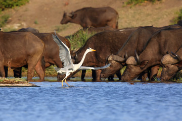 Obraz premium The grey heron (Ardea cinerea) in lagoon.Dancing heron in background herd of Cape Buffalo.