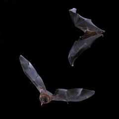 Orange Nectar Bat - Lonchophylla robusta, new world leaf-nosed bat feeding nectar on the flower in...