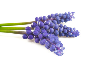grape hyacinth isolated on white background
