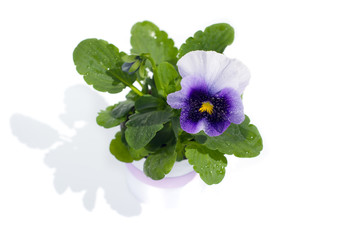Pansies in a pot with dew drops on a white background.