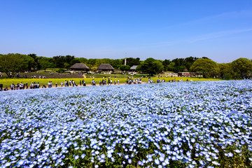 Nemophila