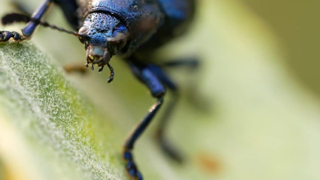 The Tentacles of The Scarab Wiggle