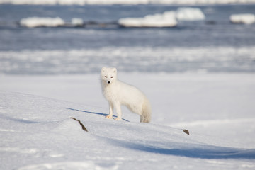 Lis polarny w zimowej szacie