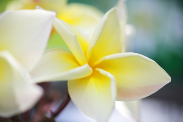 beautiful white-yellow plumeria(frangiapani) flower background.