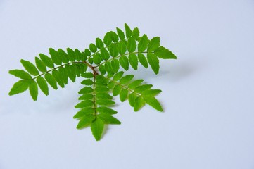山椒の葉　植物