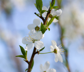 Blossom of cherry tree.