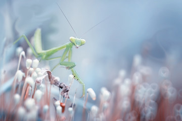 Mantis Photo Collections - Praying Mantis, Orchid Mantis, Dead-Leaf Mantis, Cobra Mantis, Baby Mantis