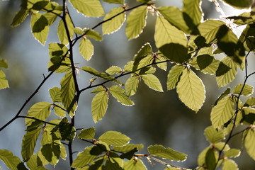 Fagus sylvatica in spring