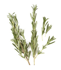 rosemary twig isolated on white