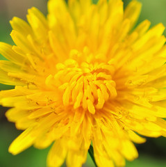 dandelion in green grass