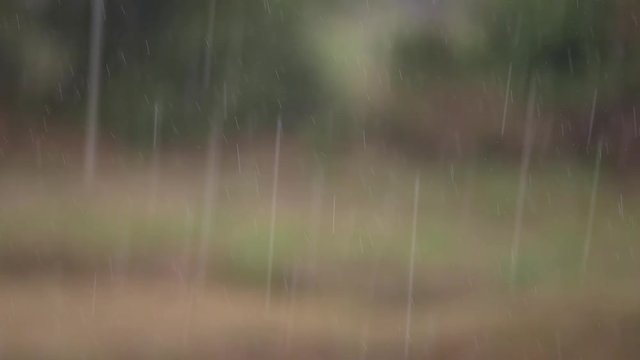 Many Rain Drops in The Blur Rice Field Background