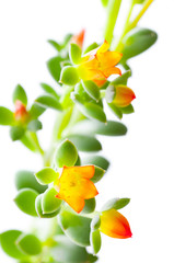 Fototapeta na wymiar Flowers of a flowering succulent plant. Closeup