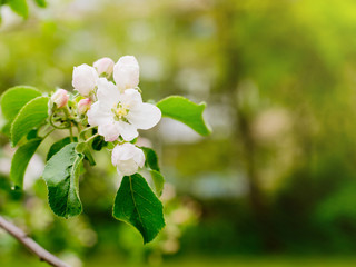 Branch with the flowers of the apple tree. Close up.