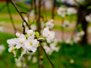 Branch with the flowers of the apple tree.