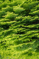 Green leaves background 
