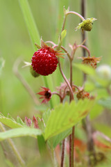 Wild strawberries - forest products