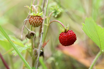 Detail of the wild strawberries - forest products