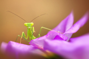 Mantis Photo Collections - Praying Mantis, Orchid Mantis, Dead-Leaf Mantis, Cobra Mantis, Baby Mantis