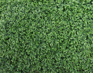 Plant cover of selaginella