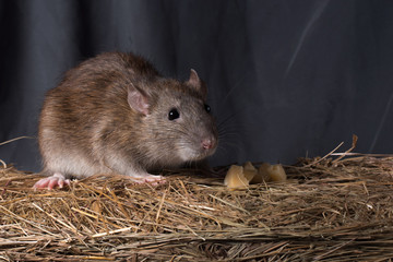 rat on a dark background