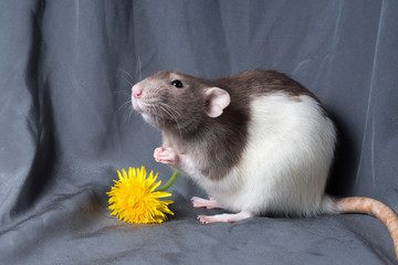 rat on a dark background