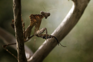 Mantis Photo Collections - Praying Mantis, Orchid Mantis, Dead-Leaf Mantis, Cobra Mantis, Baby Mantis