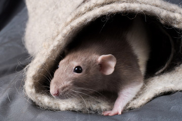 rat on a dark background