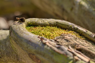 Fagus sylvatica wood and moss