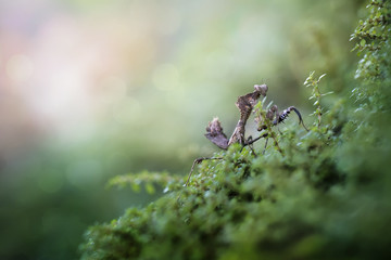 Mantis Photo Collections - Praying Mantis, Orchid Mantis, Dead-Leaf Mantis, Cobra Mantis, Baby Mantis