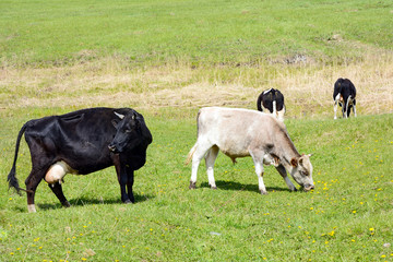 Cows grazing on a green meadow