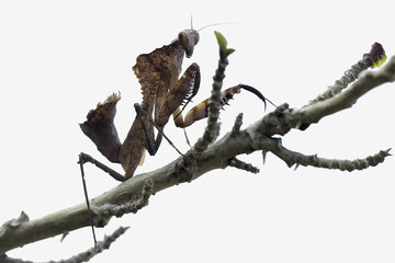 Mantis Photo Collections - Praying Mantis, Orchid Mantis, Dead-Leaf Mantis, Cobra Mantis, Baby Mantis