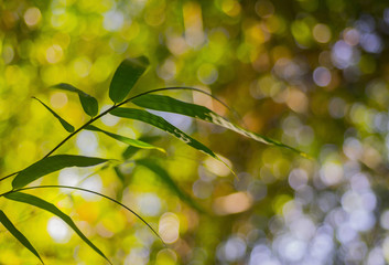 The leaves of bamboo with bokeh light from natural sunlight are
