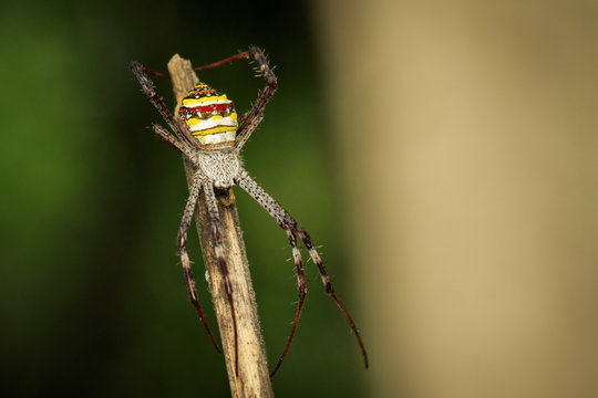 Image of multi-coloured argiope spider (Argiope pulchellla) Insect, Animal.