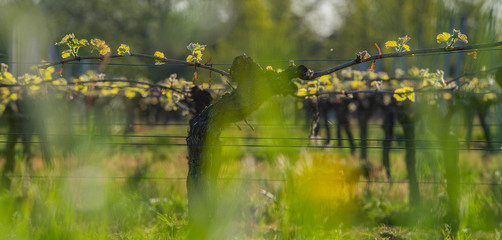 New bug and leaves sprouting at the beginning of spring on a trellised vine growing in bordeaux vineyard