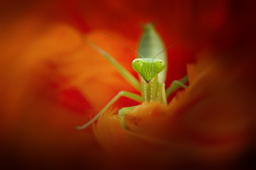 Mantis Photo Collections - Praying Mantis, Orchid Mantis, Dead-Leaf Mantis, Cobra Mantis, Baby Mantis