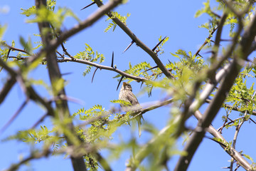 Ordinary oatmeal is hiding behind branches of acacia