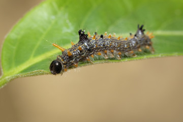 Image of brown caterpillar on green leaves. Insect. Worm. Animal.