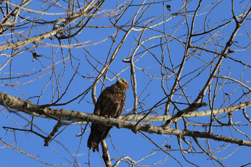 Steppe eagle among the bare branches on the background of the blue sky