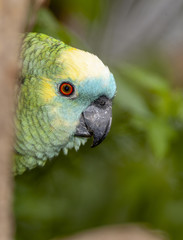 Colorful Parrot in dense vegetation