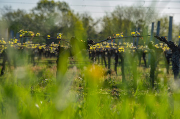 New bug and leaves sprouting at the beginning of spring on a trellised vine growing in bordeaux vineyard