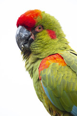 Red-fronted Macaw head closeup, isolated on white