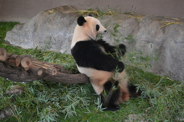 Fototapeta premium アドベンチャーワールドのパンダ