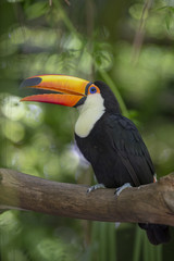 Toco Toucan in deep vegetation