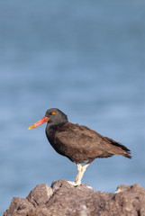 Blackish Ostreycatcher (Haematopus ater).