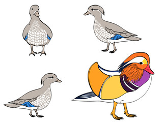 Vector isolated object on white background.. The family bird, Mandarin duck, goose. ducklings young children