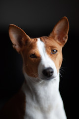 Basenji