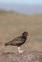Blackish Ostreycatcher (Haematopus ater).