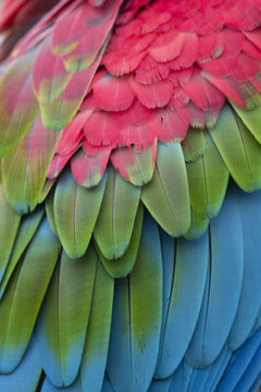 Colorful Macaw Plumage